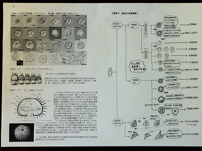 の 発生 ウニ